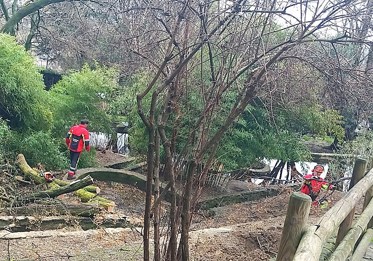 Plasencia cierra el parque de los Pinos por seguridad tras los daños de la borrasca